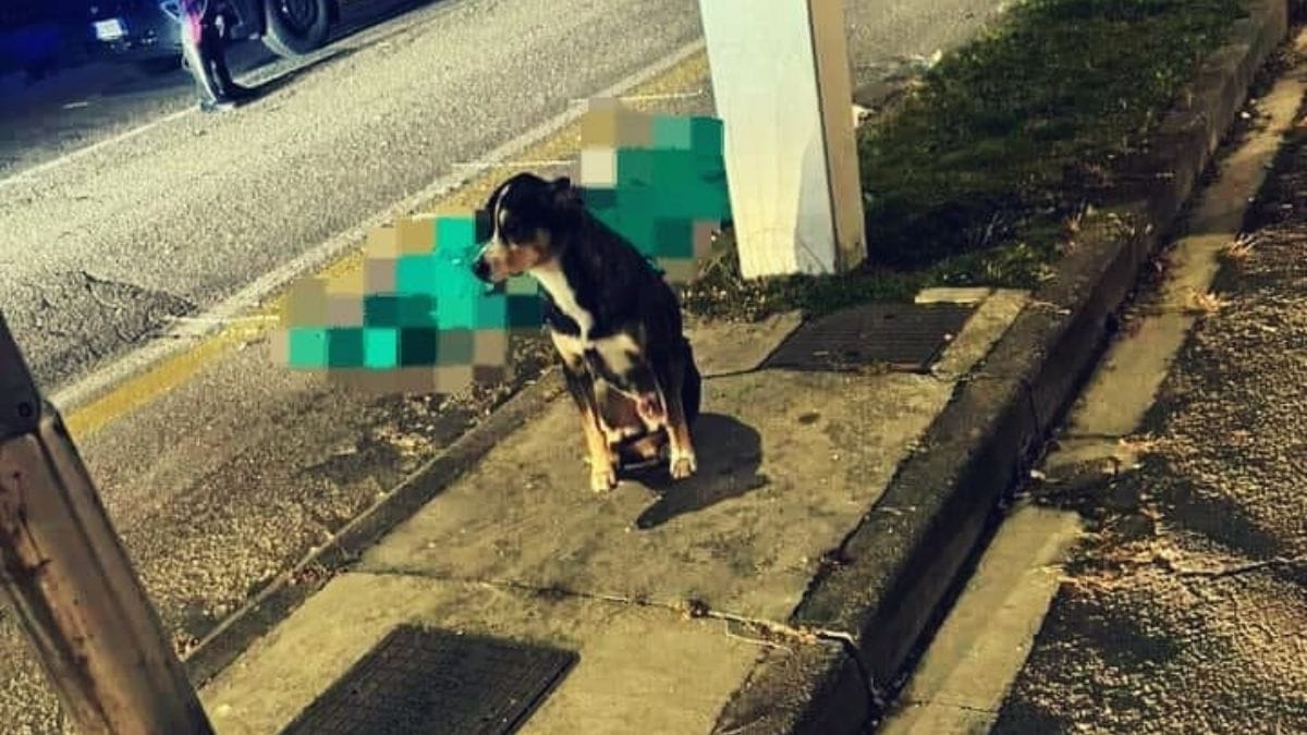 een bejaarde man wordt getroffen door een ongeval: zijn hond toont immense trouw