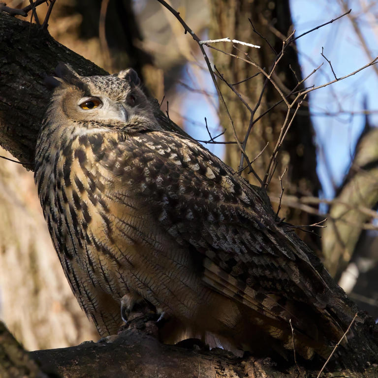 Flaco, the owl who escaped Central Park Zoo, dies, zoo officials say