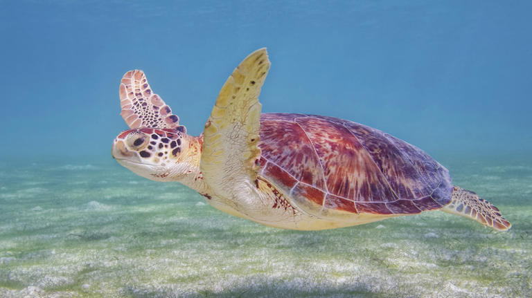 The Best Family-friendly Destinations For Sea Turtle Lovers, According 