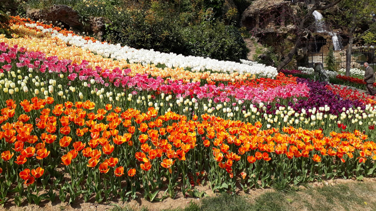 <p>Located in the Sariyer district, this floral paradise offers a break from the busy urban life. It is perfect for relaxation alone or conversations with your loved ones. When visiting the European side of the Bosphorus, it’s a must-see. The park is known for its stunning tulips, a flower long considered a symbol of this Eurasian country.</p>