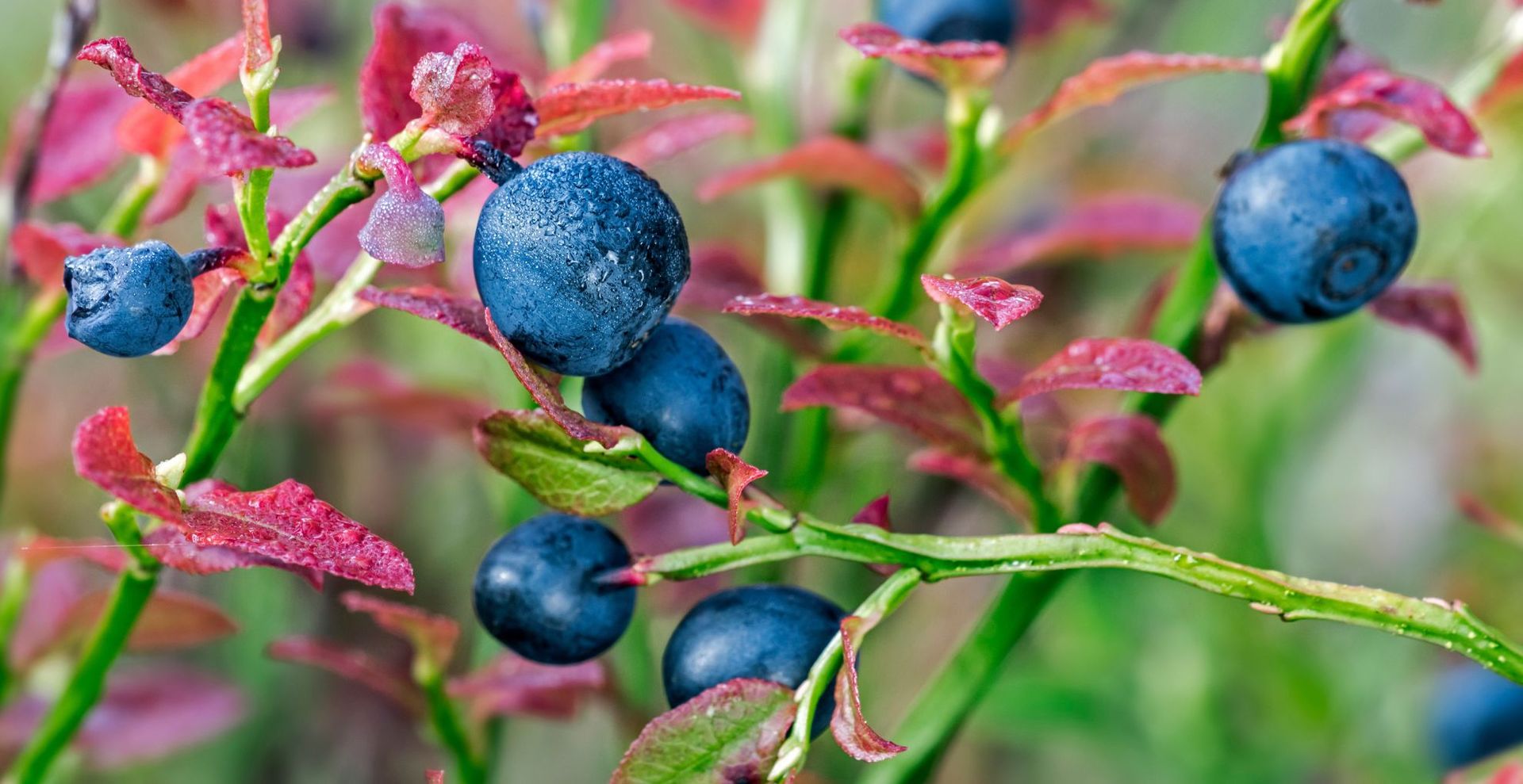 How To Prune Blueberries: An Expert Guide To Pruning To Boost The ...