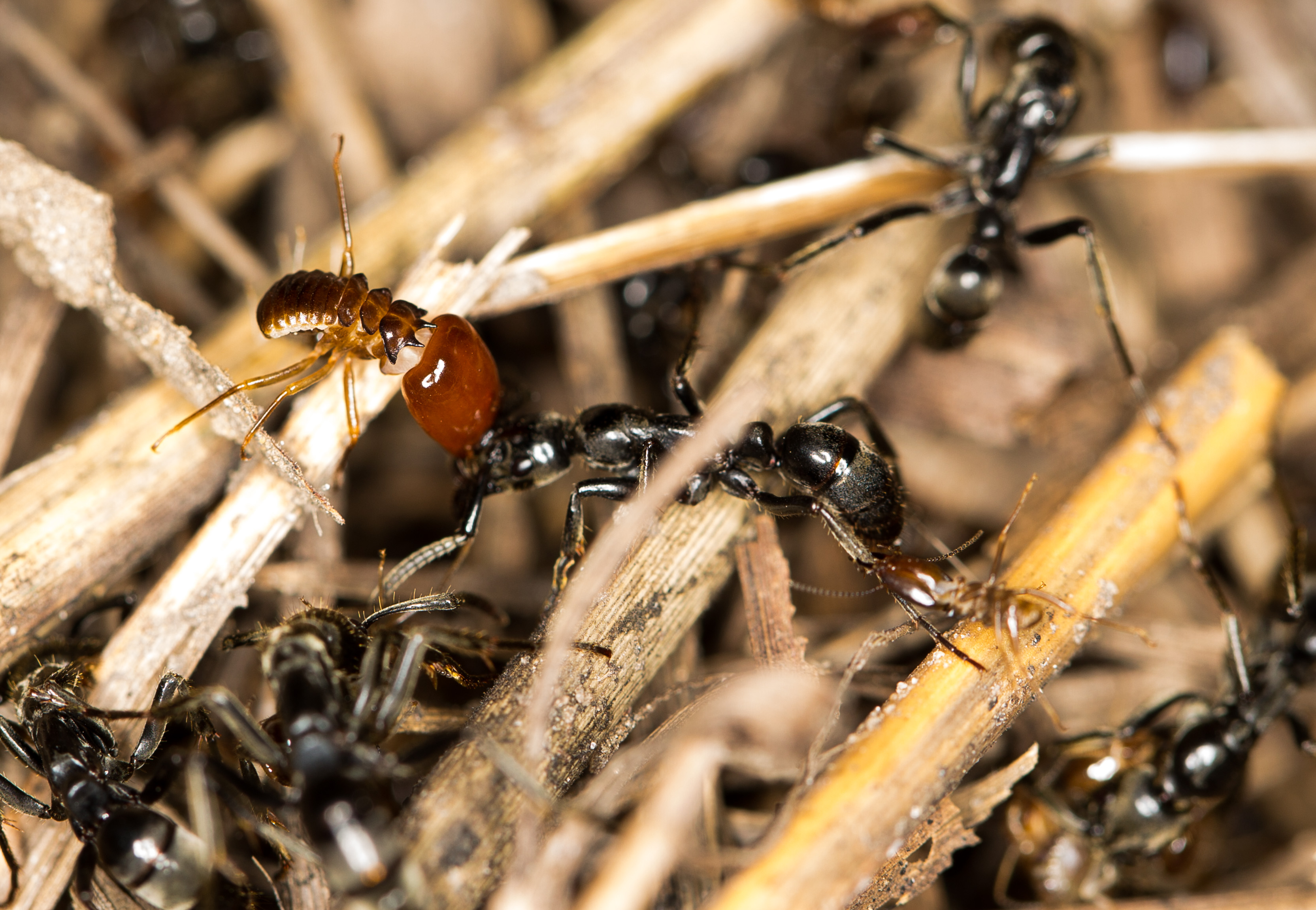 ants’ ability to heal comrades may hold lessons for human infections