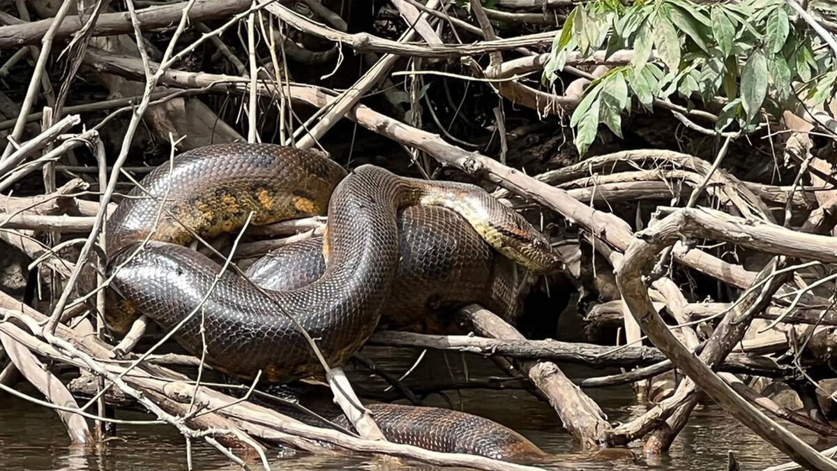 amazon, « la taille de ces créatures est incroyable » : une nouvelle espèce de serpent géant découverte