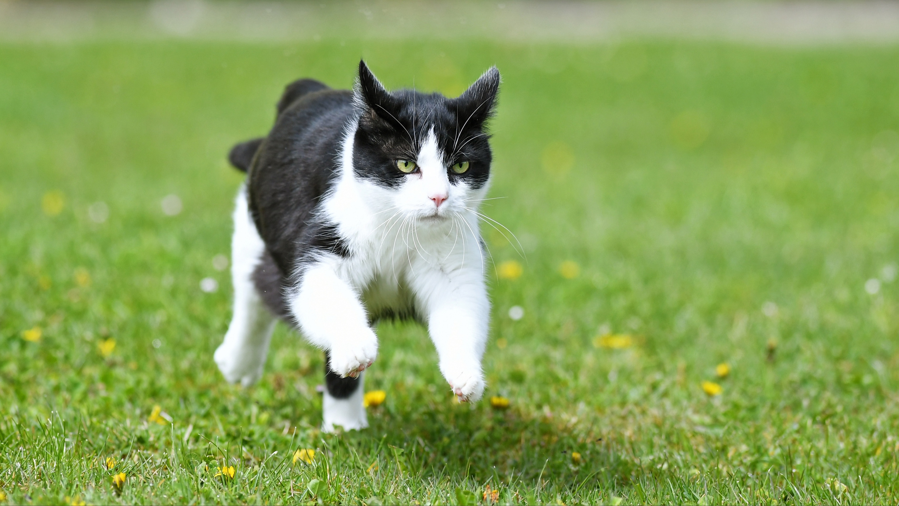 32 Reasons To Train Your Cat