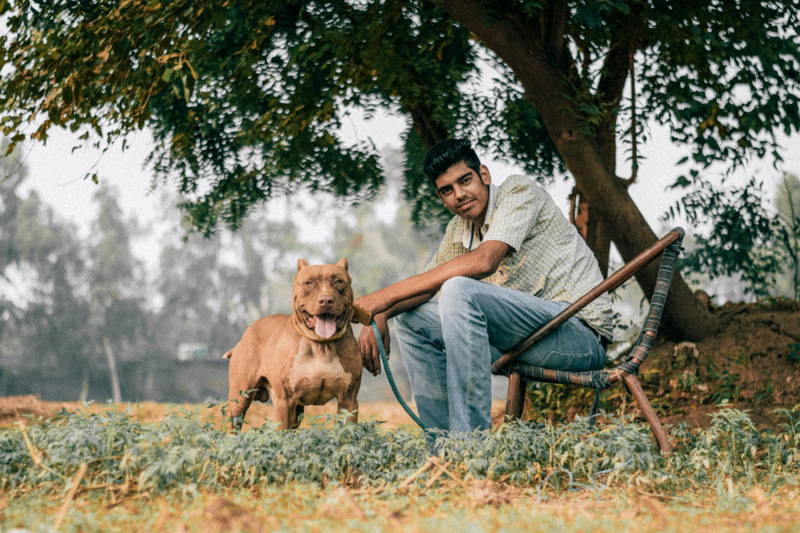 Pitbulls have this natural knack for understanding human emotions. They can tell when someone is feeling down, anxious, or upset, and they will often offer comfort by staying close, nuzzling gently, or just being there calmly. It makes them perfect companions for those dealing with emotional distress.