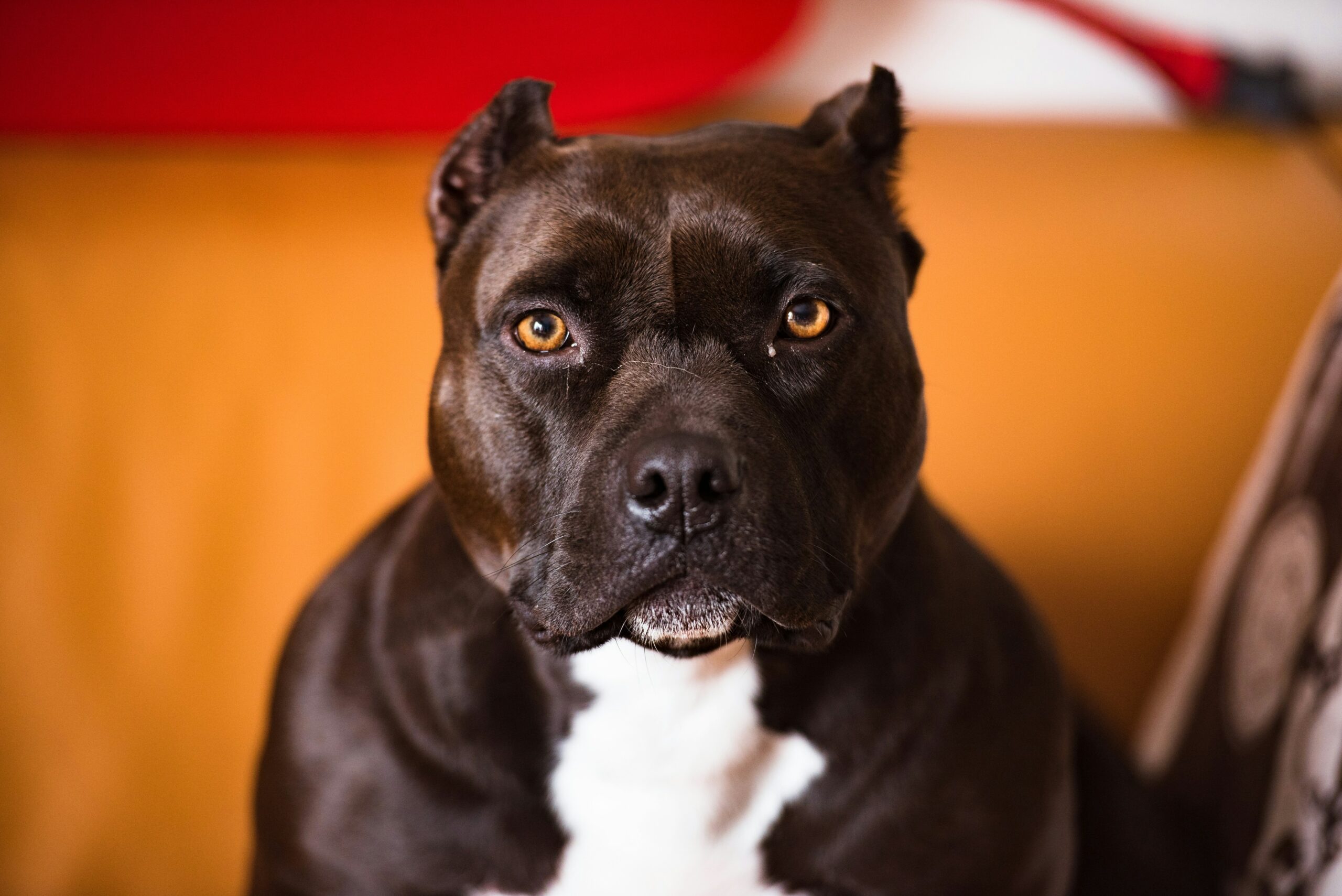 Pitbulls might look tough, but they are also fantastic therapy dogs. They have a lot of good qualities that make them perfect for helping people feel better. Here are ten reasons why Pitbulls are great therapy dogs.