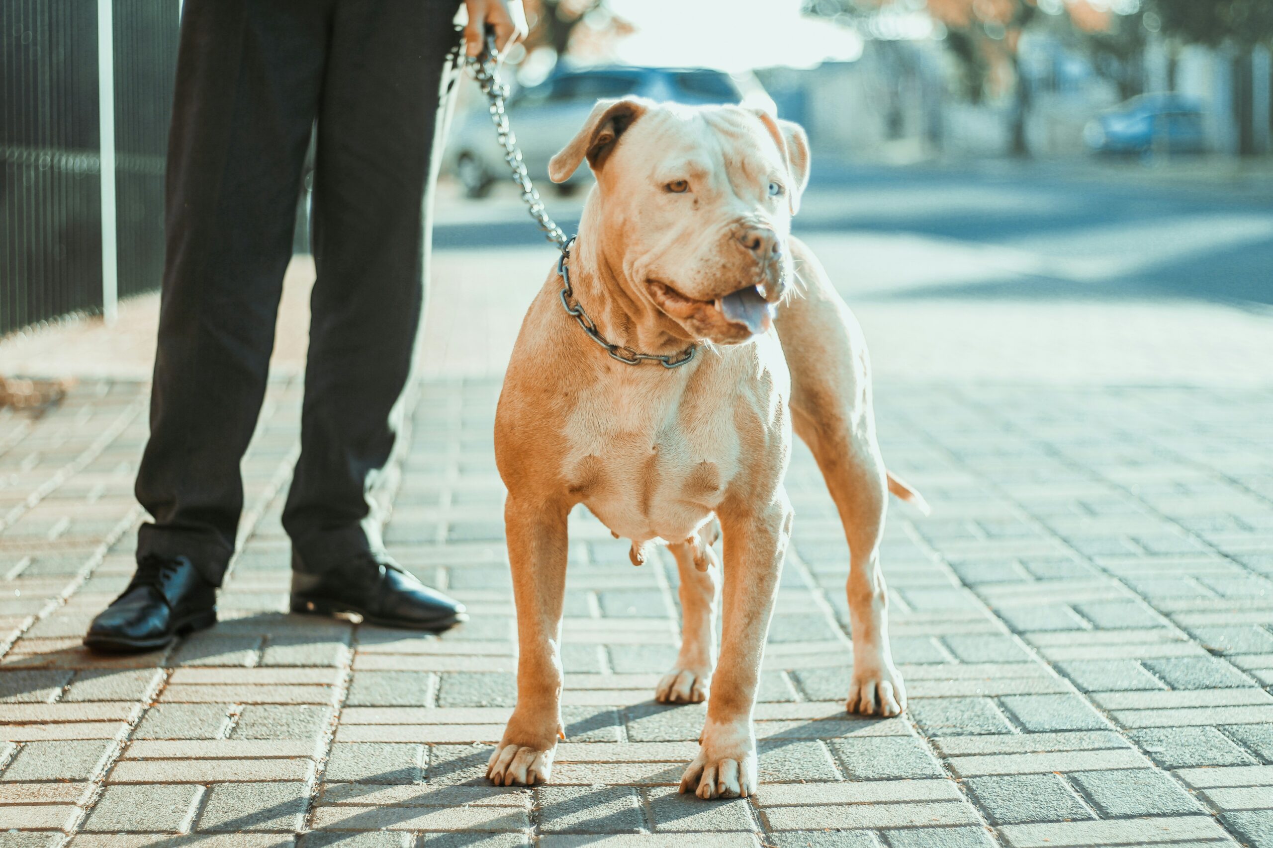 Pitbulls are strong and resilient. They do not give up easily, which can be really inspiring for people facing tough challenges. Seeing the determination of these dogs can remind people of their own inner strength and encourage them to overcome their struggles. They can be excellent in providing mental support.
