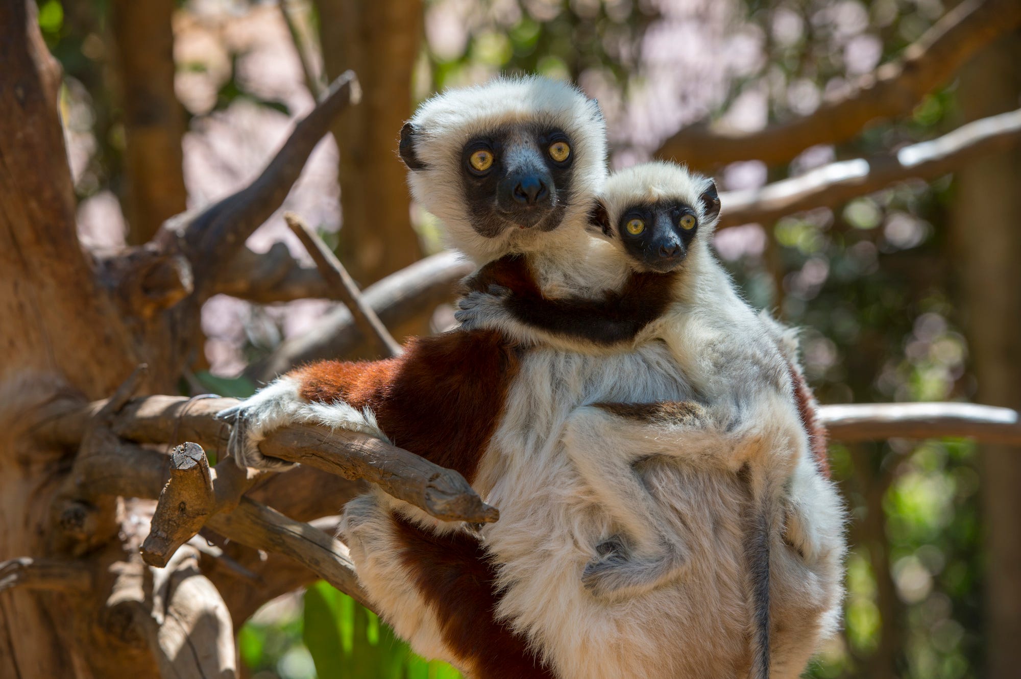 <p>Luesche said Madagascar is fantastic for wildlife spotting, making it an under-the-radar alternative to Costa Rica.</p><p>"In fact, it is home to a wealth of animals that you will not find anywhere else on Earth, including lemur species, chameleons, Tenrecs, fossas, and giant chameleons," Luescher said.</p><p>"In terms of accommodation, there is a wealth of ultra-luxury lodges and hotels," Luescher added.</p>