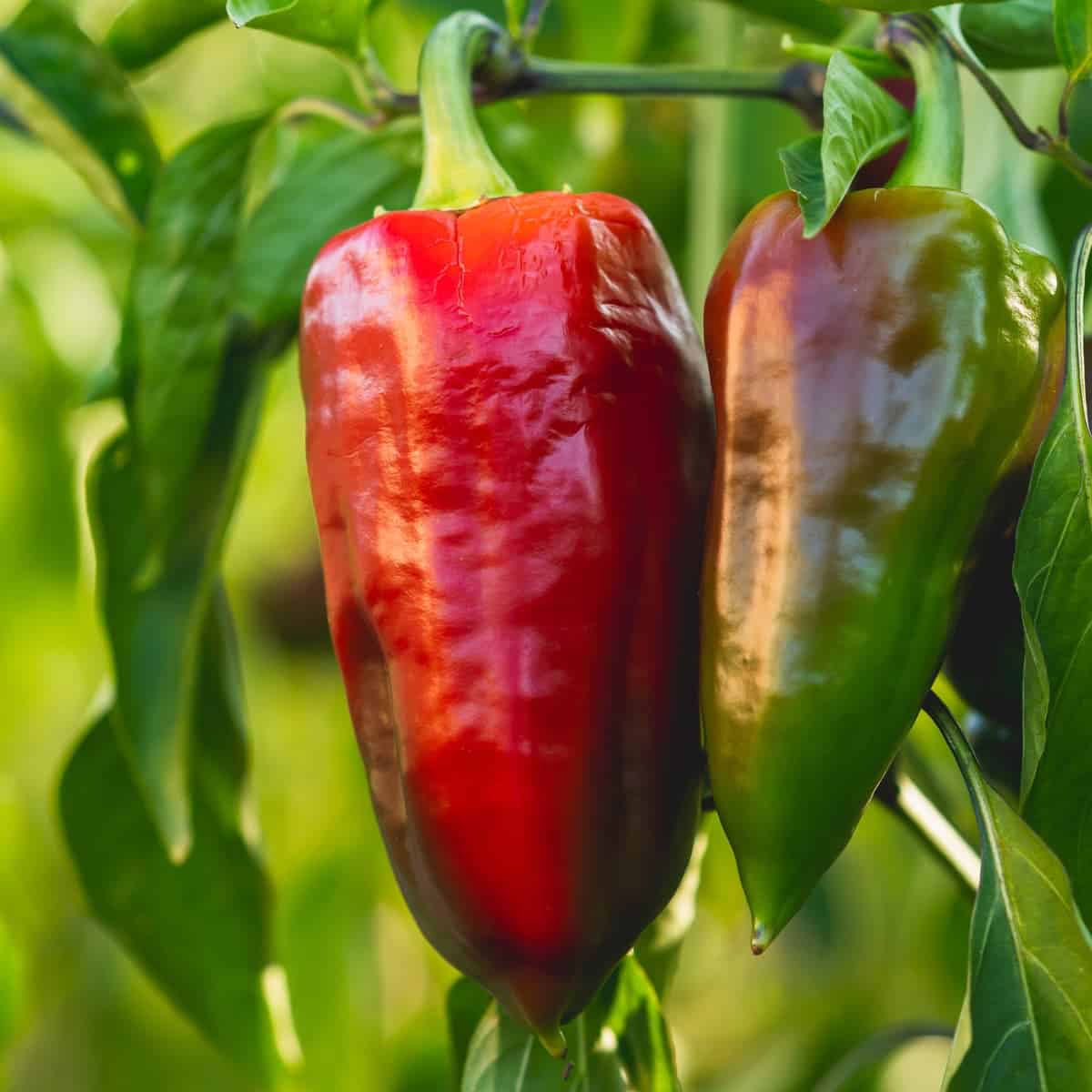 How To Grow Peppers From Seed To Harvest