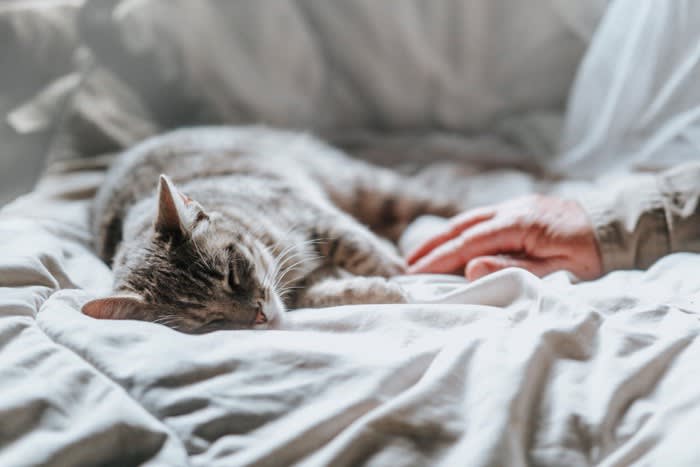 『寝起きが悪い猫』の行動4つ もしかしたら不調のサイン？