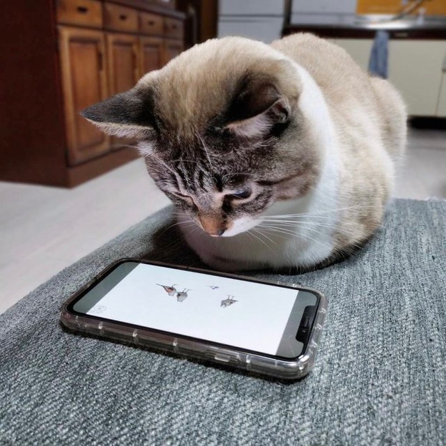 「デジタルネイティブな猫」香箱座りで動画見てる「最先端ニャー」「α世代にゃんこ」