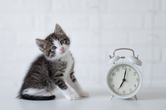 『寝起きが悪い猫』の行動4つ もしかしたら不調のサイン？