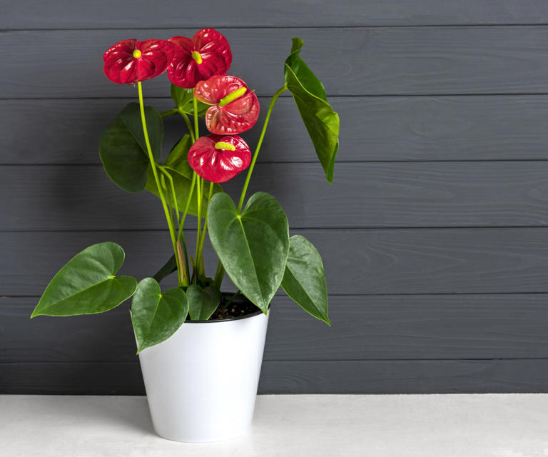 How to fertilize anthuriums and when to do it for glorious blooms
