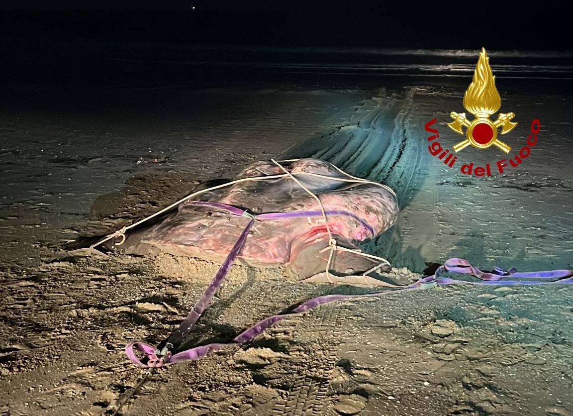 carcassa di un pesce luna di 10 quintali si arena sulla spiaggia del lido. e' uno dei più longevi al mondo
