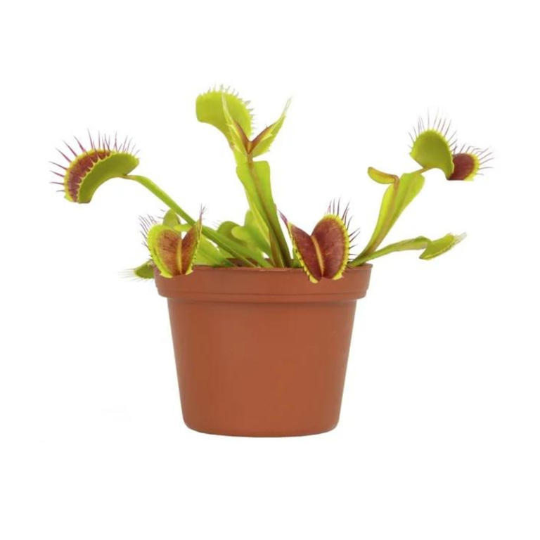 How To Care For Venus Fly Traps — 7 Essential Tips From Houseplant Experts