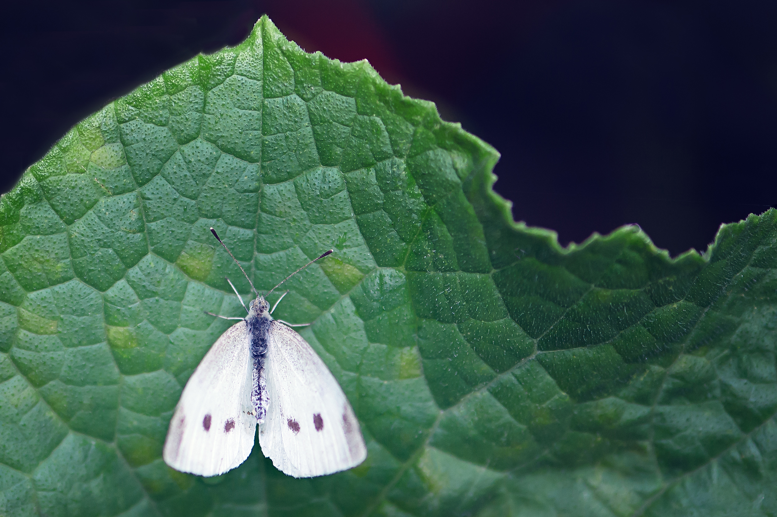 is it possible to rid your garden of voracious white cabbage butterflies?