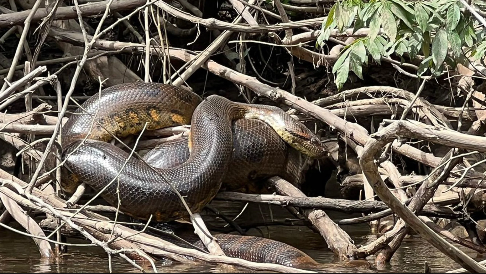 amazon, giant new snake species found in amazon rumored to be world's largest, scientist says