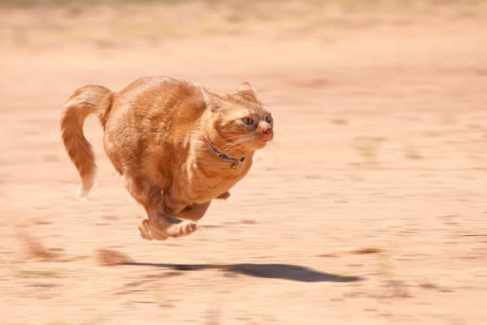 猫は100ｍを何秒で走れる？猫が本気を出して走ったら、めっちゃ速い3つの理由