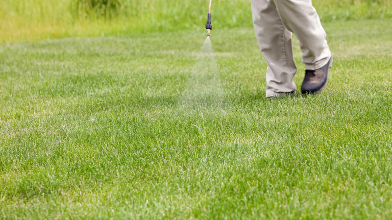 Barnyardgrass: The Best Way To Keep This Tenacious Weed Out Of Your Yard