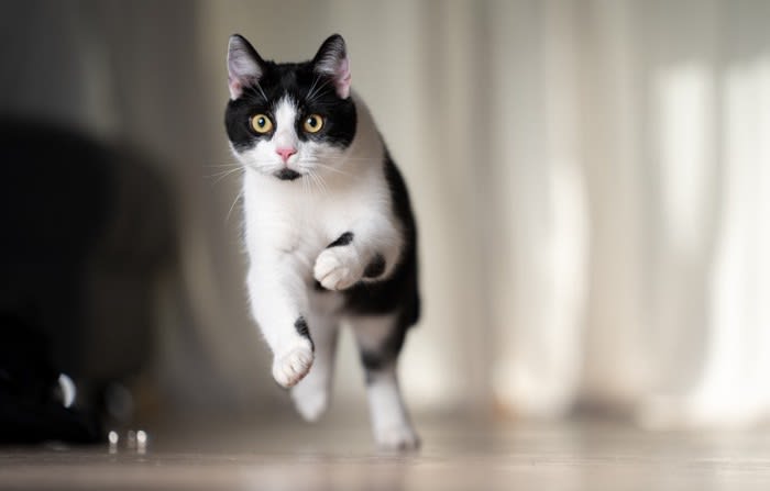 猫は100ｍを何秒で走れる？猫が本気を出して走ったら、めっちゃ速い3つの理由
