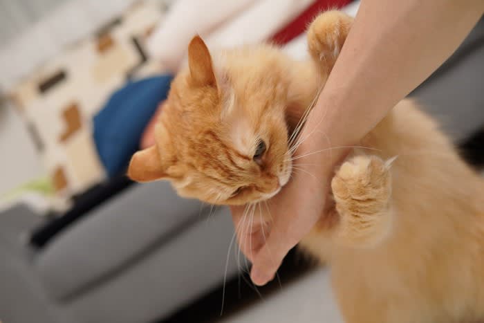 猫の正しい『抱き方』とは？愛猫が安心して体をあずけてくれる5つのコツ