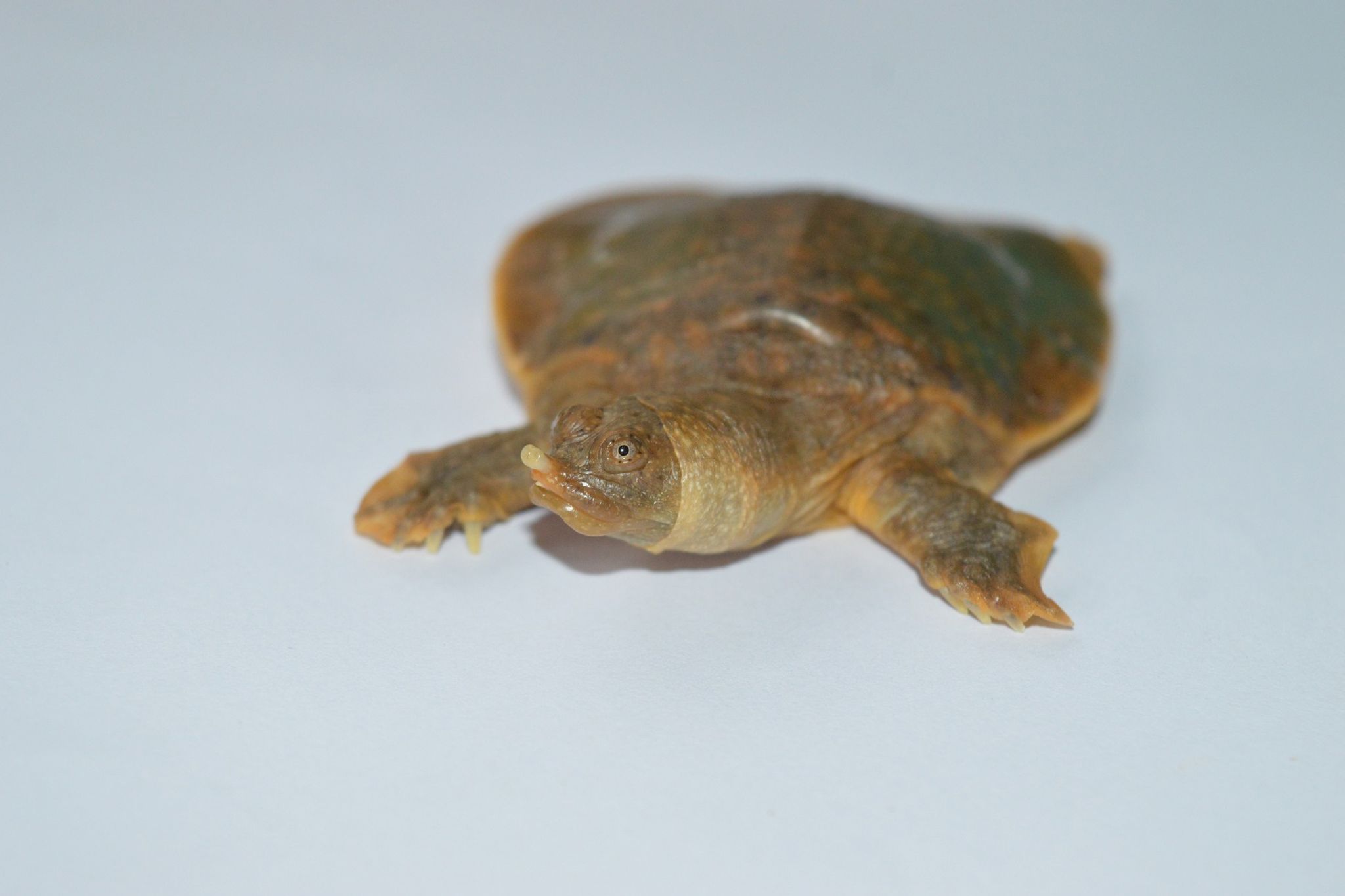 extrem seltene schildkröte in indien entdeckt