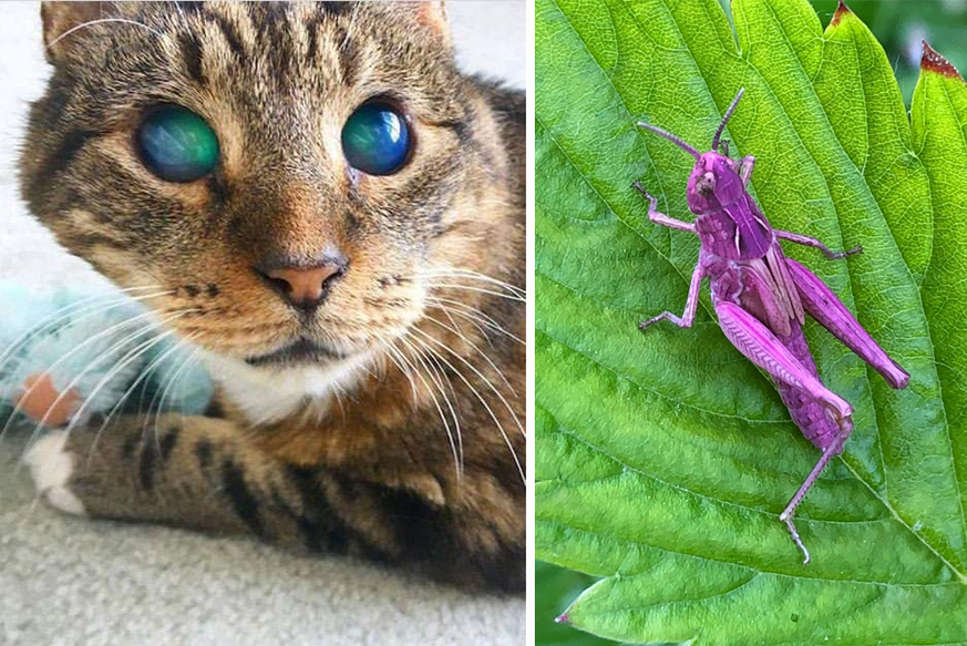amazon, diese 23 bilder zeigen, wie unglaublich faszinierend die natur sein kann