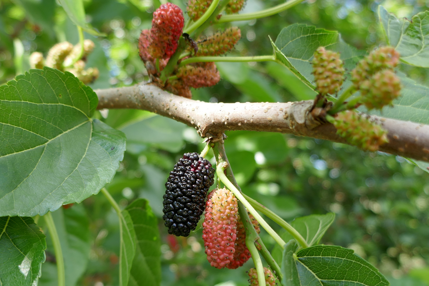 Mark Bailey: Mulberry: The easy fruit tree