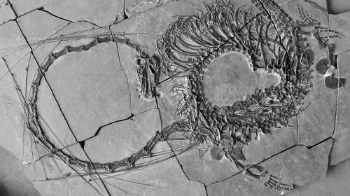 전설의 용? 중국서 2억4천만년 전 파충류 화석 발견