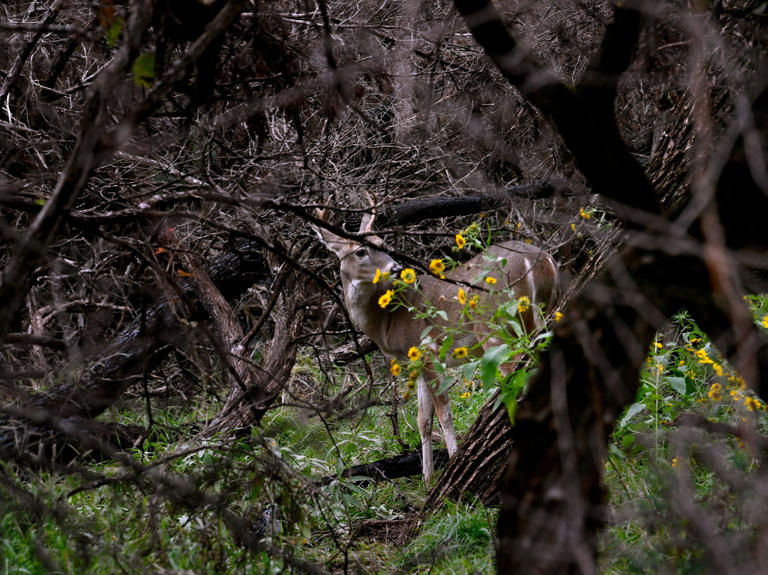 Taking stock at the end of another deer season in the state of Texas