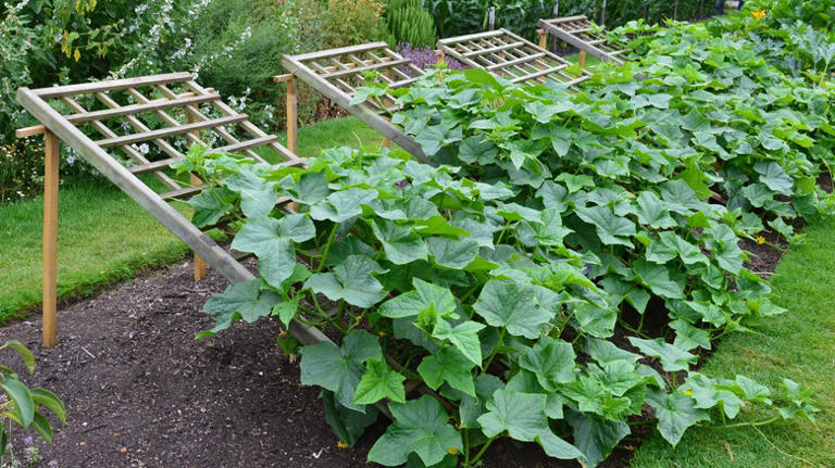 Mistakes To Avoid When You Grow Cucumbers On A Trellis: Expert Tips