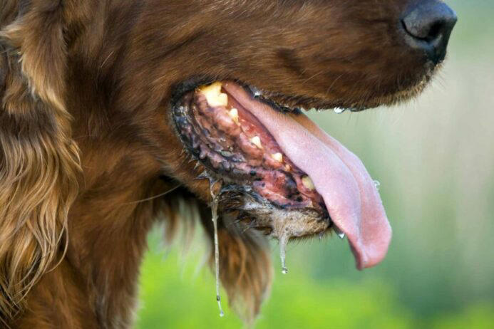 Dog restless and panting at night? Don't ignore 9 warning signs