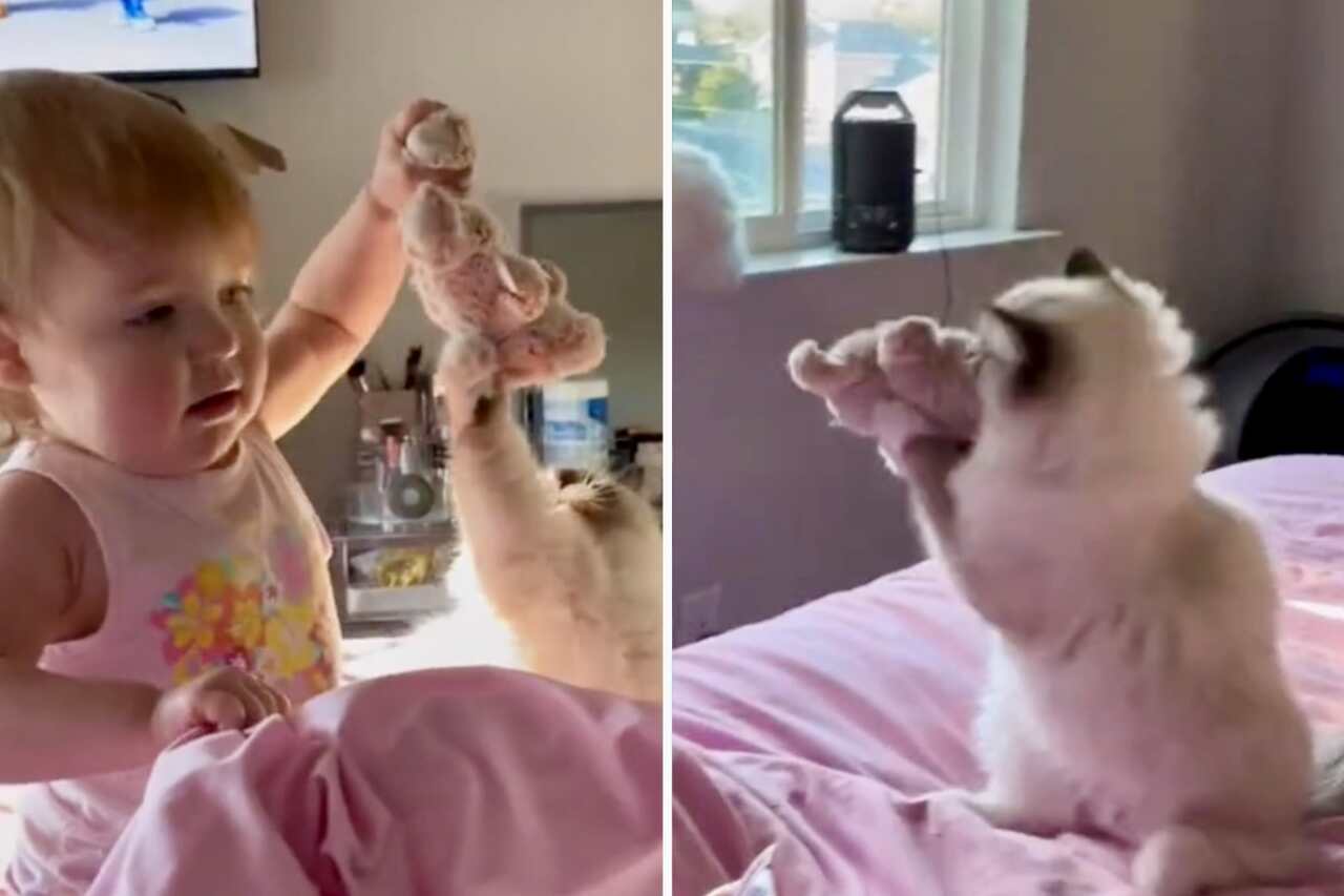 carino video: gatto in competizione con il bambino per il maialino di peluche.