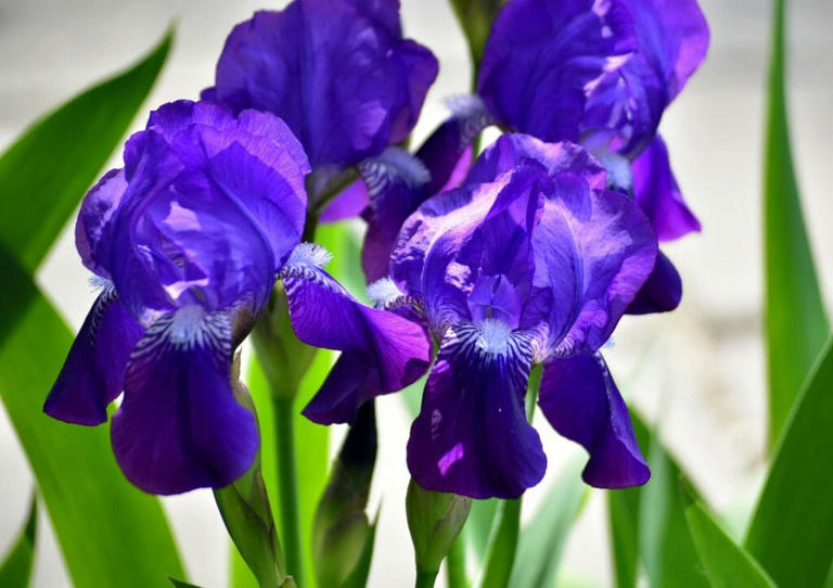 Iris Meaning and Symbolism in the Language of Flowers