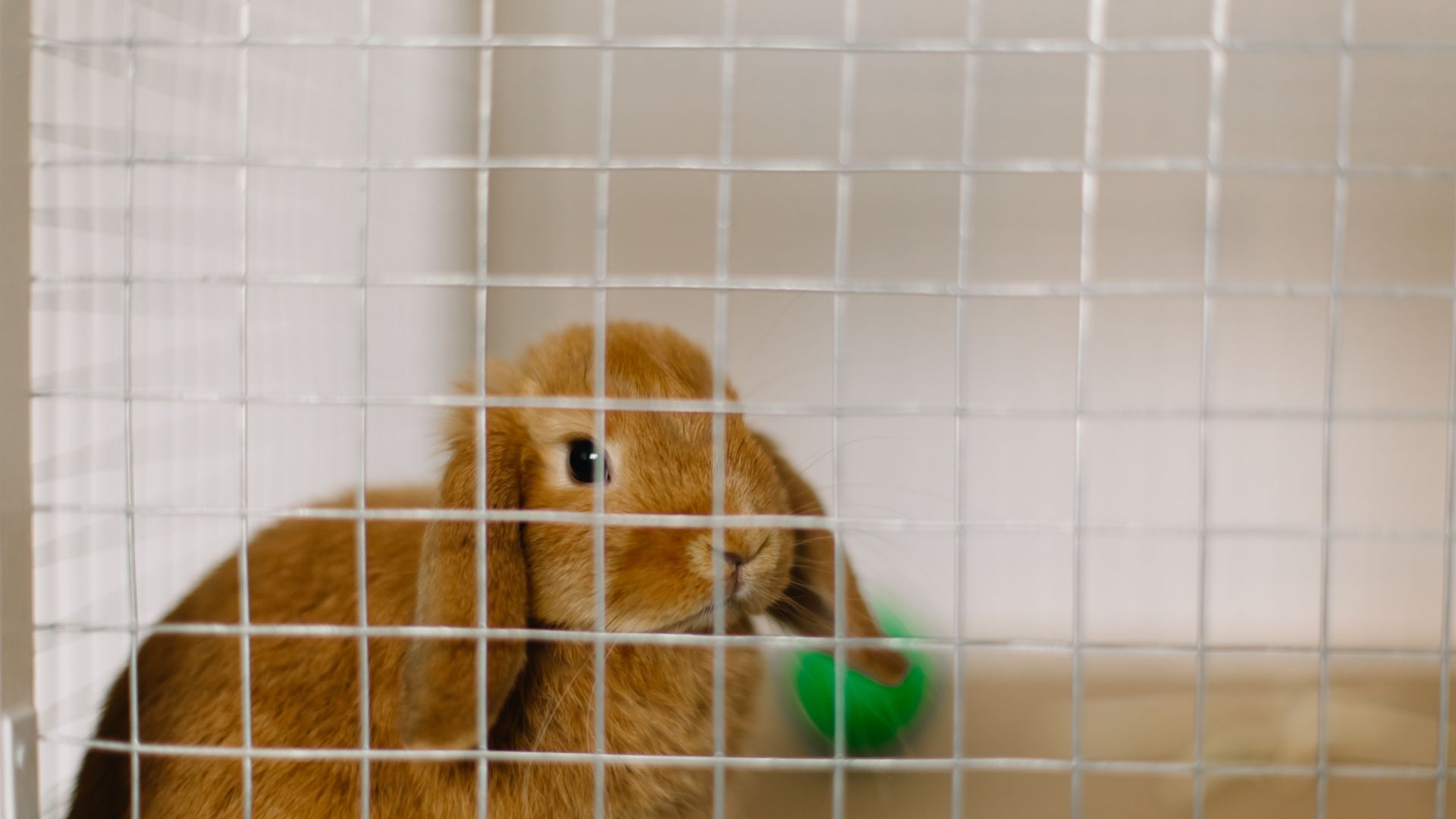 <p>                     You may have noticed when you clean your rabbits out, they like to toss the dustpan and brush around or try to move their litter trays. Rabbits like to throw toys around and so providing your rabbits with safe toys, which they cannot chew through and digestive small parts of, gives them lots of enrichment.                   </p>