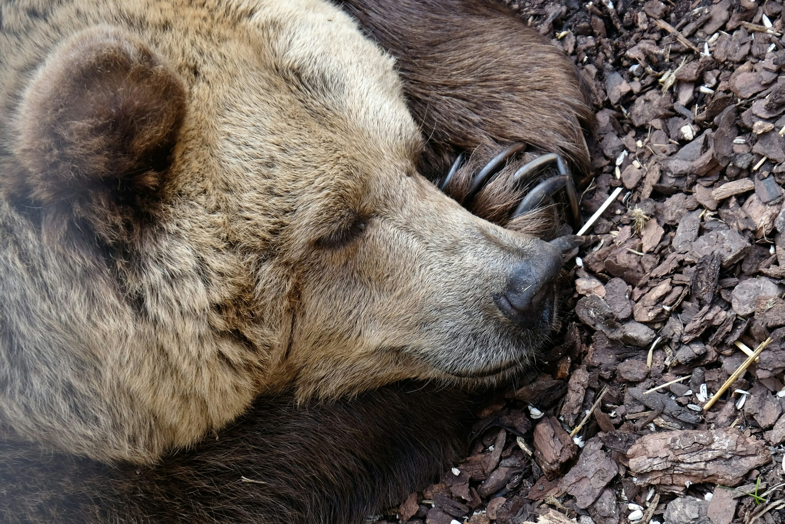 15 Facts About Grizzly Bears