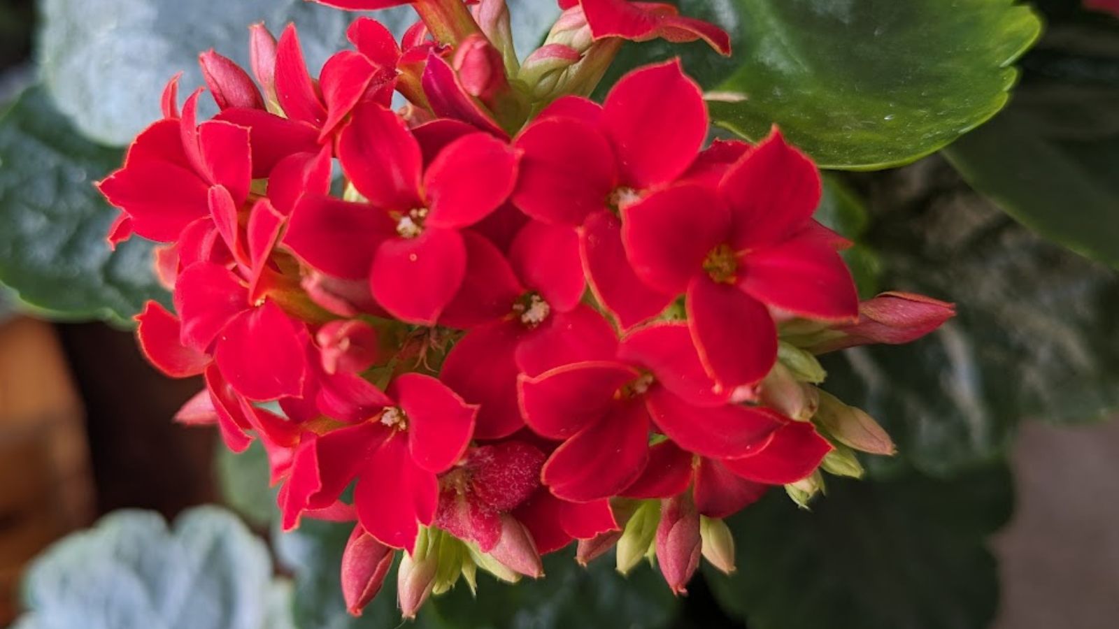 How To Grow Kalanchoe Blossfeldiana An EasytoGrow And Prolific Bloomer
