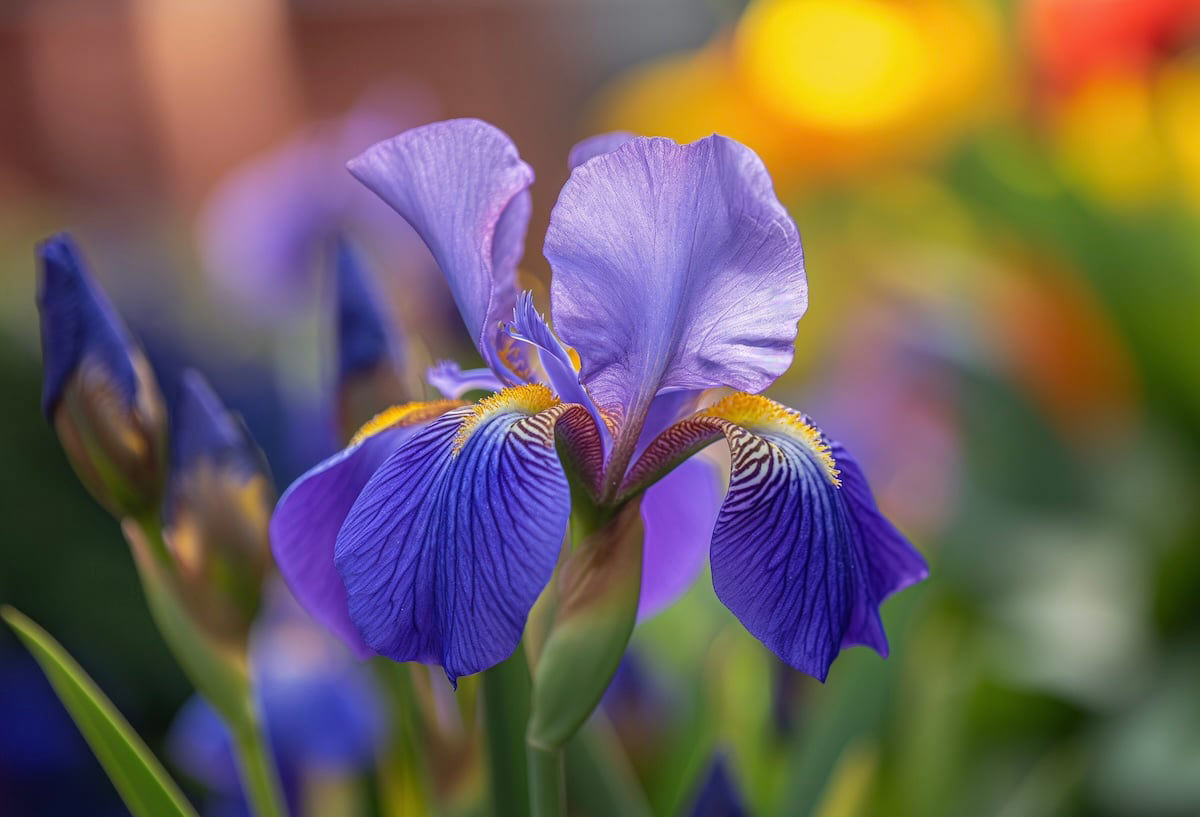 Iris Meaning and Symbolism in the Language of Flowers