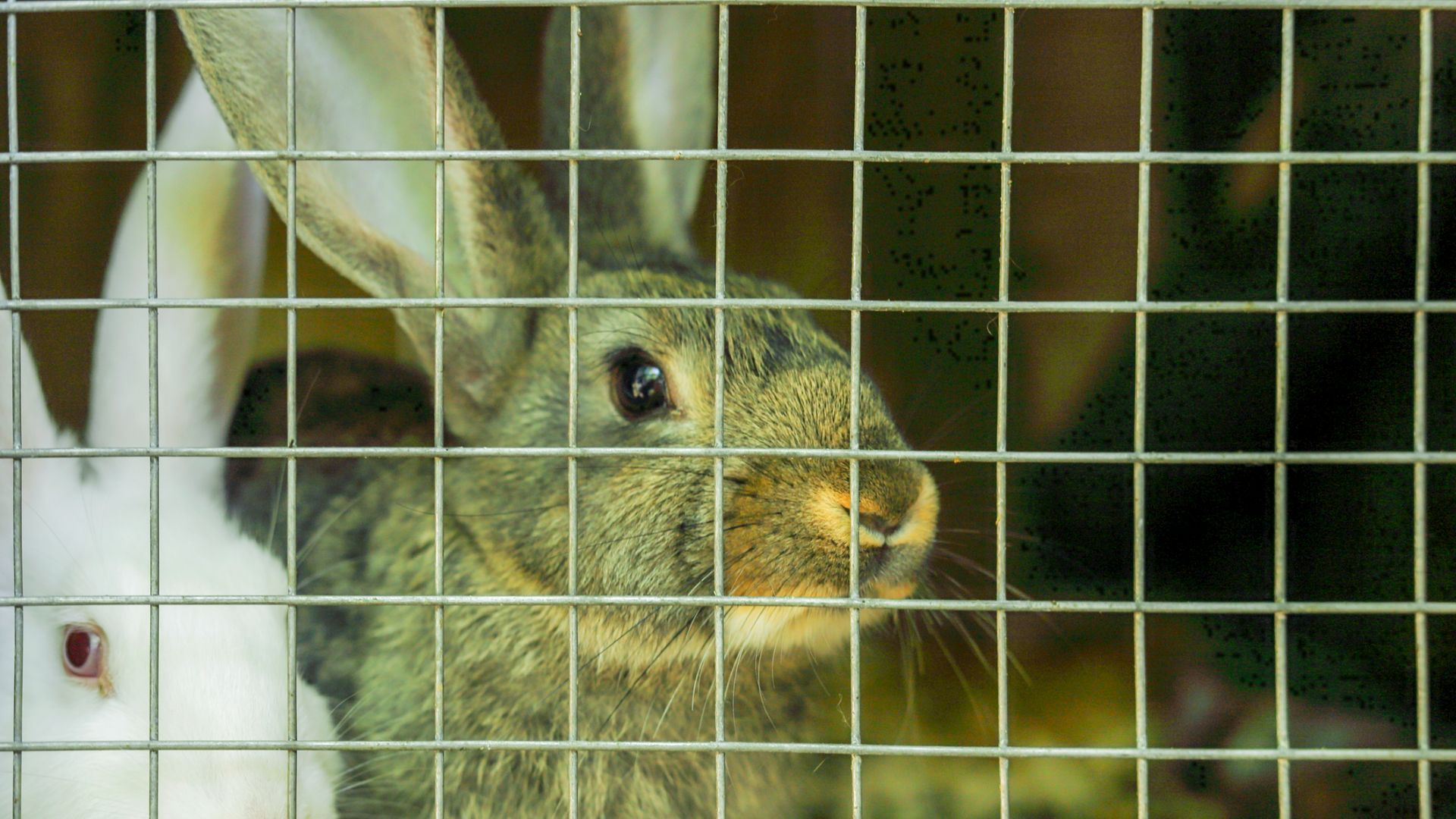 <p>                     Many people believe that rabbits are rodents, and there are certainly some similarities between rabbits and some rodents, but in fact rabbits are not rodents. Rabbits are lagomorphs and belong in the same family as hares and a small mammal called a Pika, that are found mainly in the mountains and deserts of Asia.                   </p>