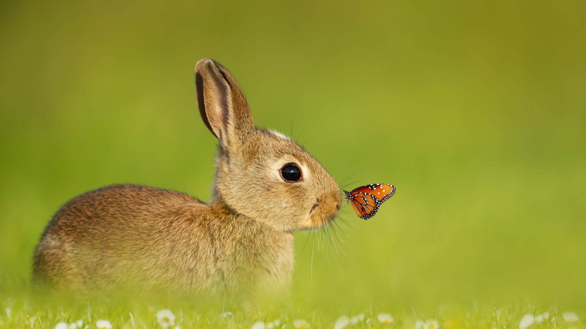 31 facts about rabbits that might surprise you