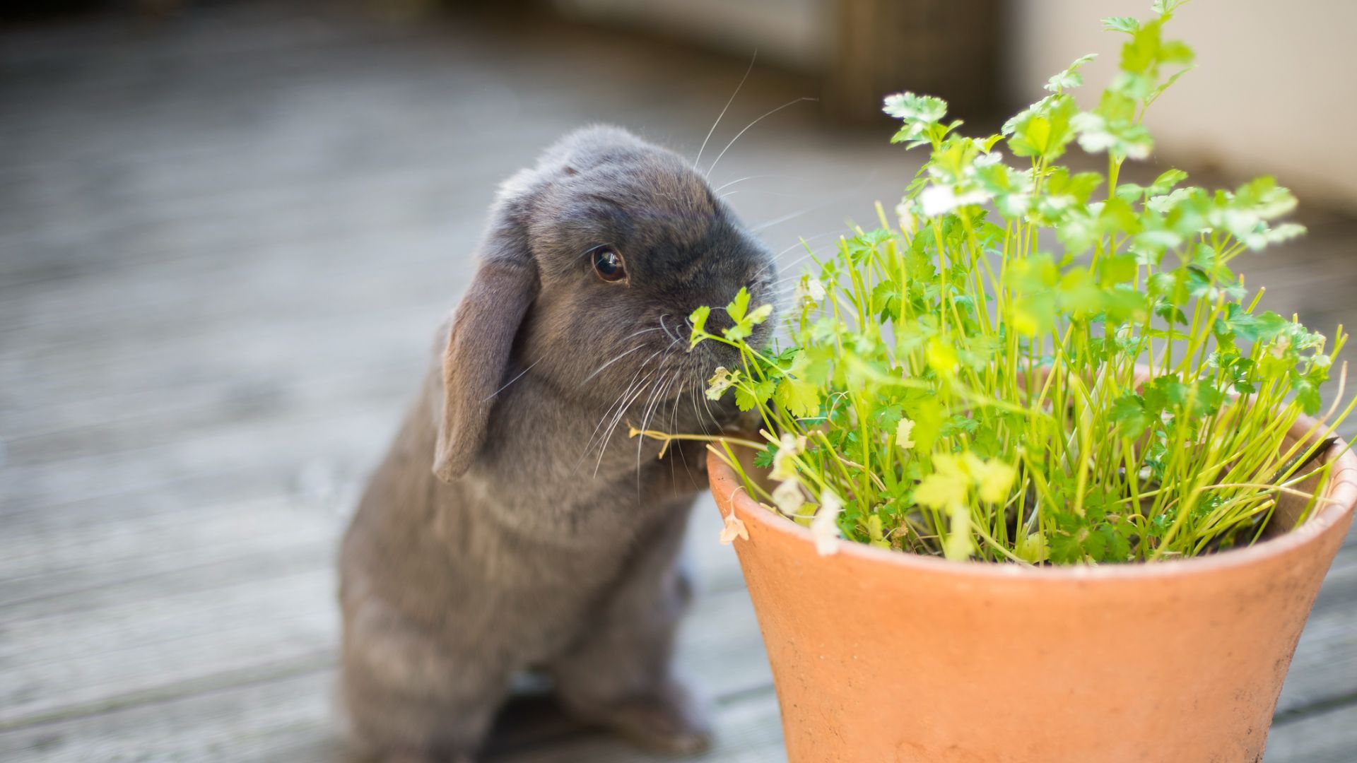 <p>                     Rabbits do not eat meat of any kind; they are strict herbivores but do eat a variety of different plants. Never offer your rabbit meat of any variety. Their digestive system is not adapted to digest meat and offering this to them, which they may eat, can make them very ill.                   </p>
