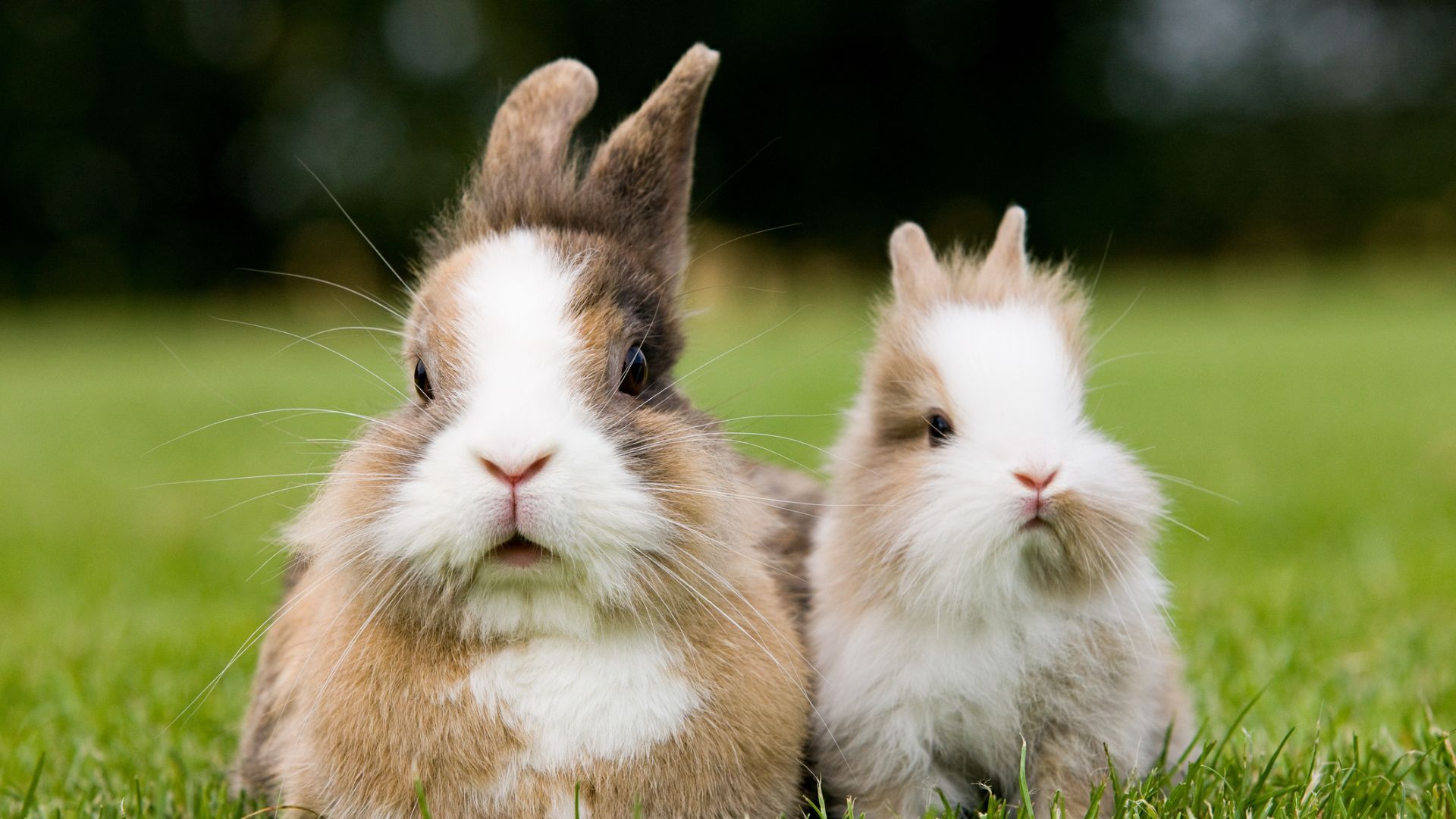 <p>                     The vast majority (85-90%) of a rabbit’s diet must be made up of grass and hay. As rabbits’ teeth grow all the time, the chewing action that hay and grass requires helps to wear them down as well as keeping their digestive system moving. Their digestive system is similar to a horse. They require a high fiber diet, which is constantly moving through the digestive system, and eating lots if hay and grass will provide this.                   </p>