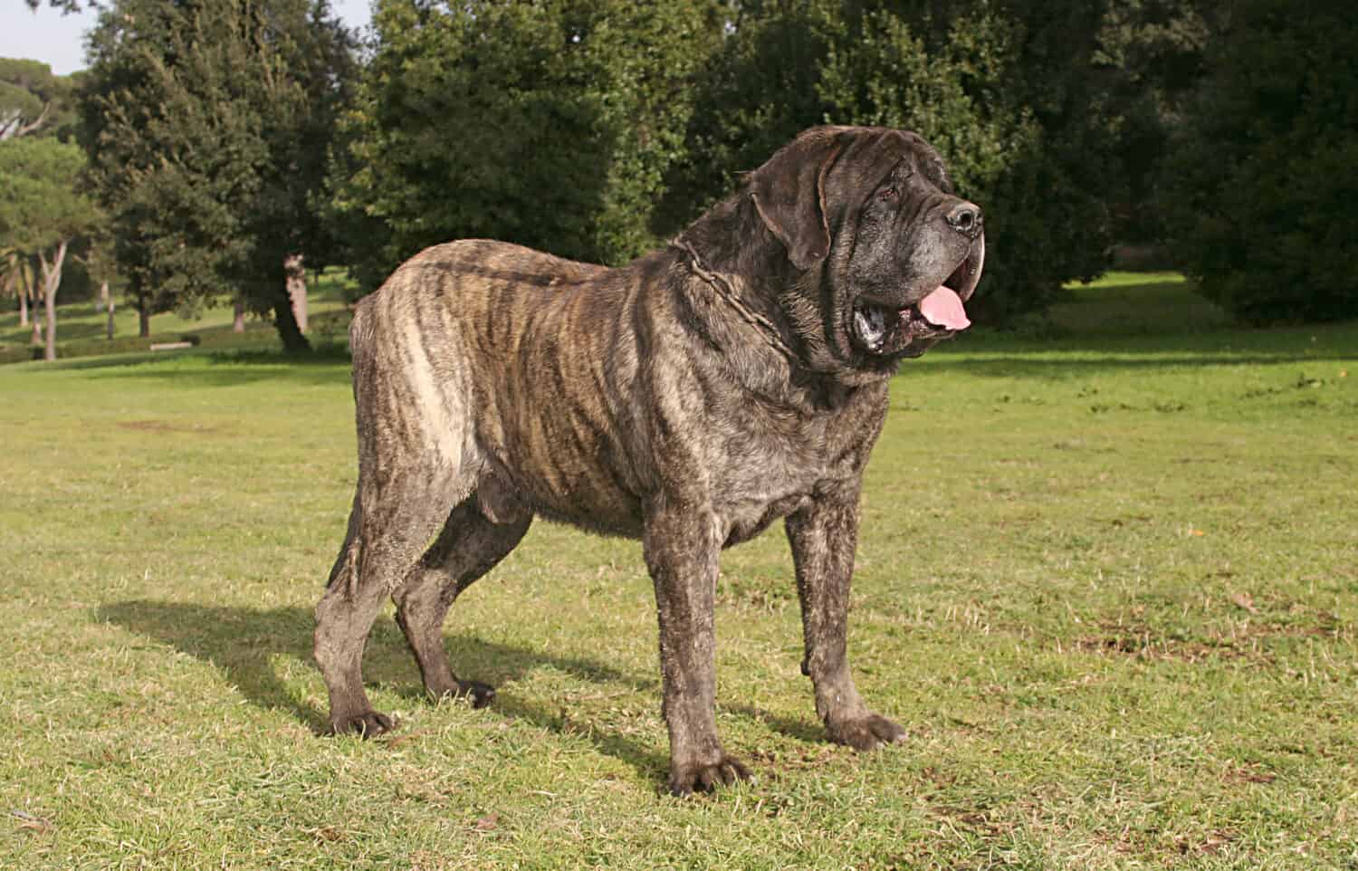 The Top 7 Reasons Mastiffs Are the Perfect Guard Dogs