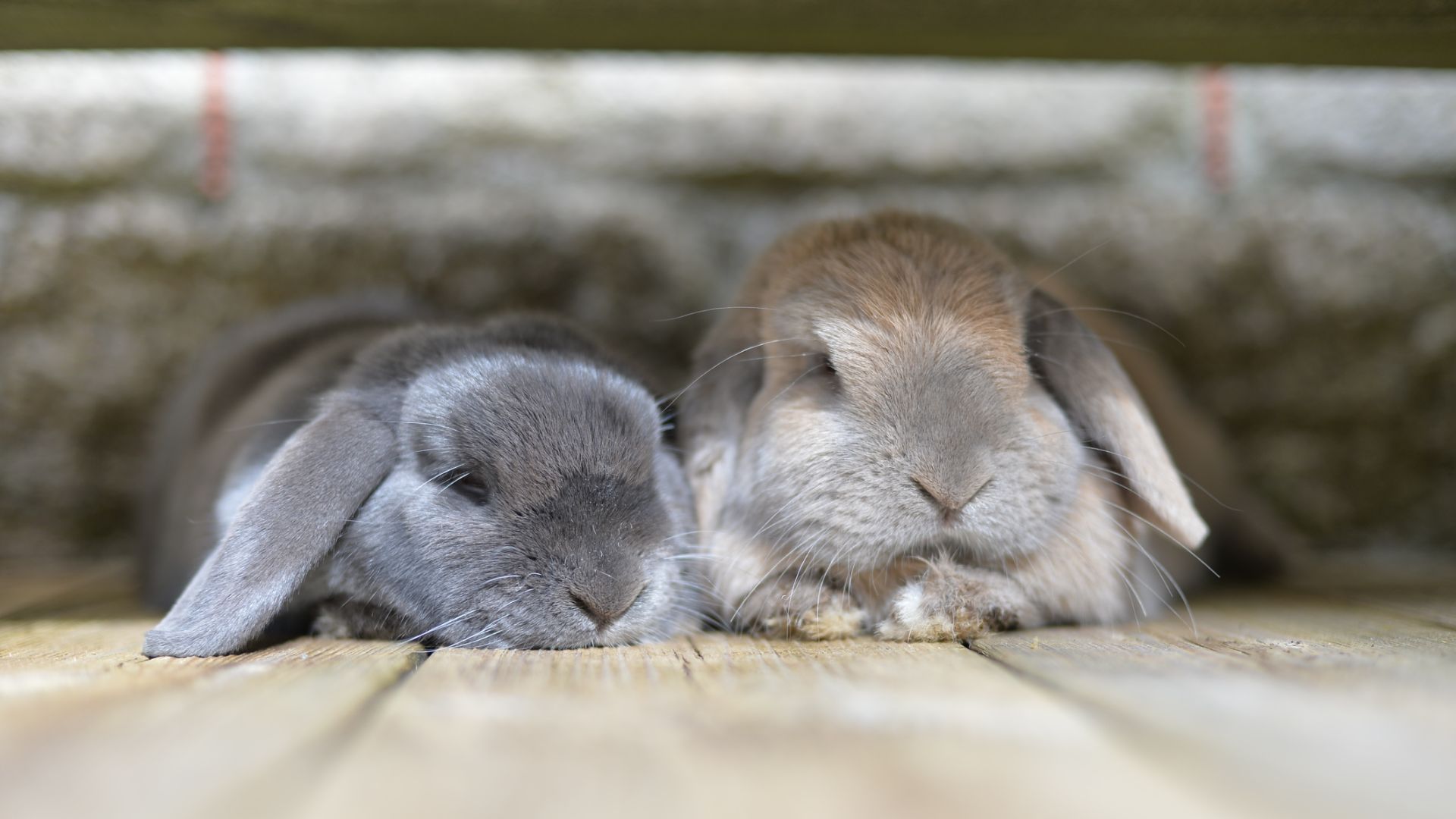<p>                     Rabbits are unable to vomit. They have a strong cardiac sphincter (muscle) that sits at the top of the stomach, preventing them from vomiting. This means when your rabbit has an anesthetic for any reason, they should not be starved, as there is no risk that they will vomit when anaesthetized (unlike cats, dogs and humans). It also means that if your rabbit eats something dangerous, such as a foreign object, or something poisonous then they cannot be made to vomit. In these situations, you must always contact your vet for advice straight away.                   </p>
