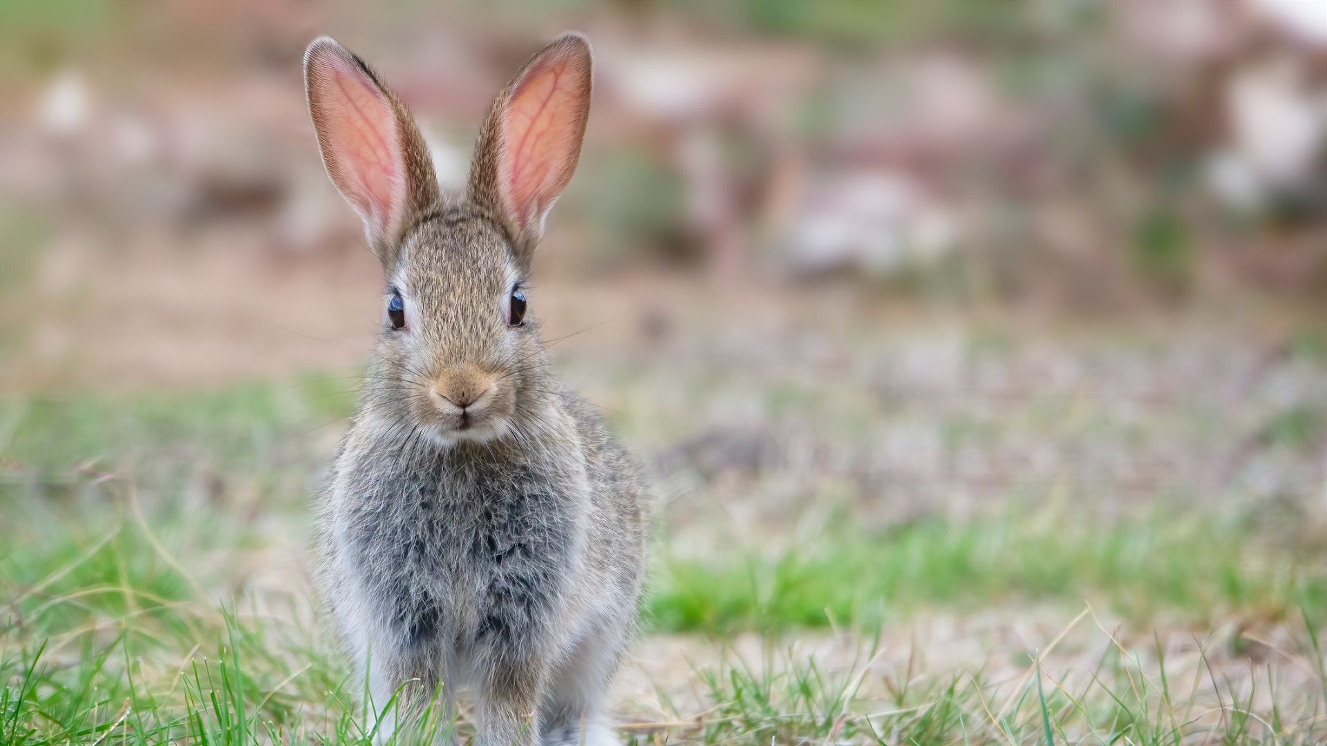 31 facts about rabbits that might surprise you