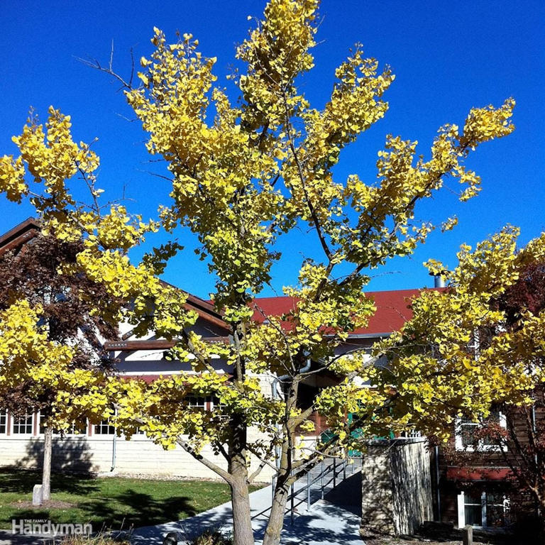10 great trees to consider planting in your yard this spring