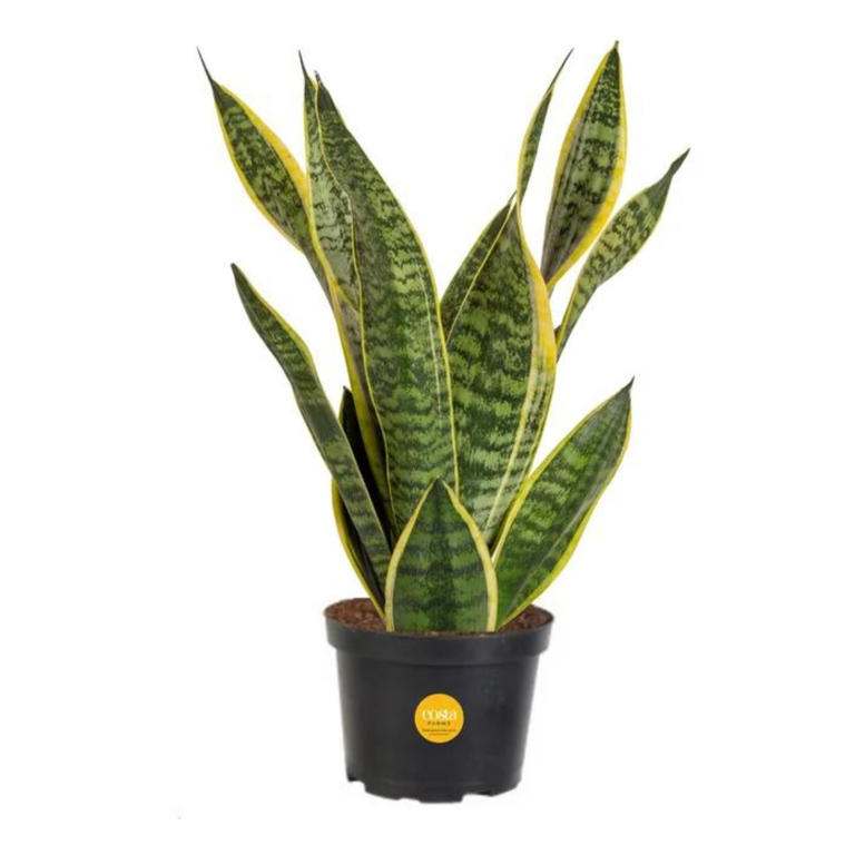 How often to water a snake plant