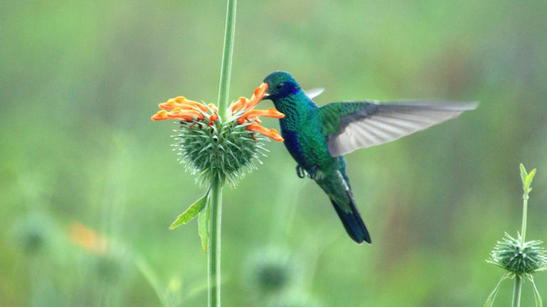 The Beautiful Flower That Will Have Hummingbirds Flocking To Your Yard