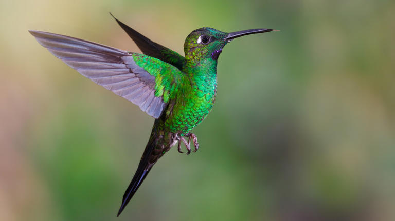 The Beautiful Flower That Will Have Hummingbirds Flocking To Your Yard