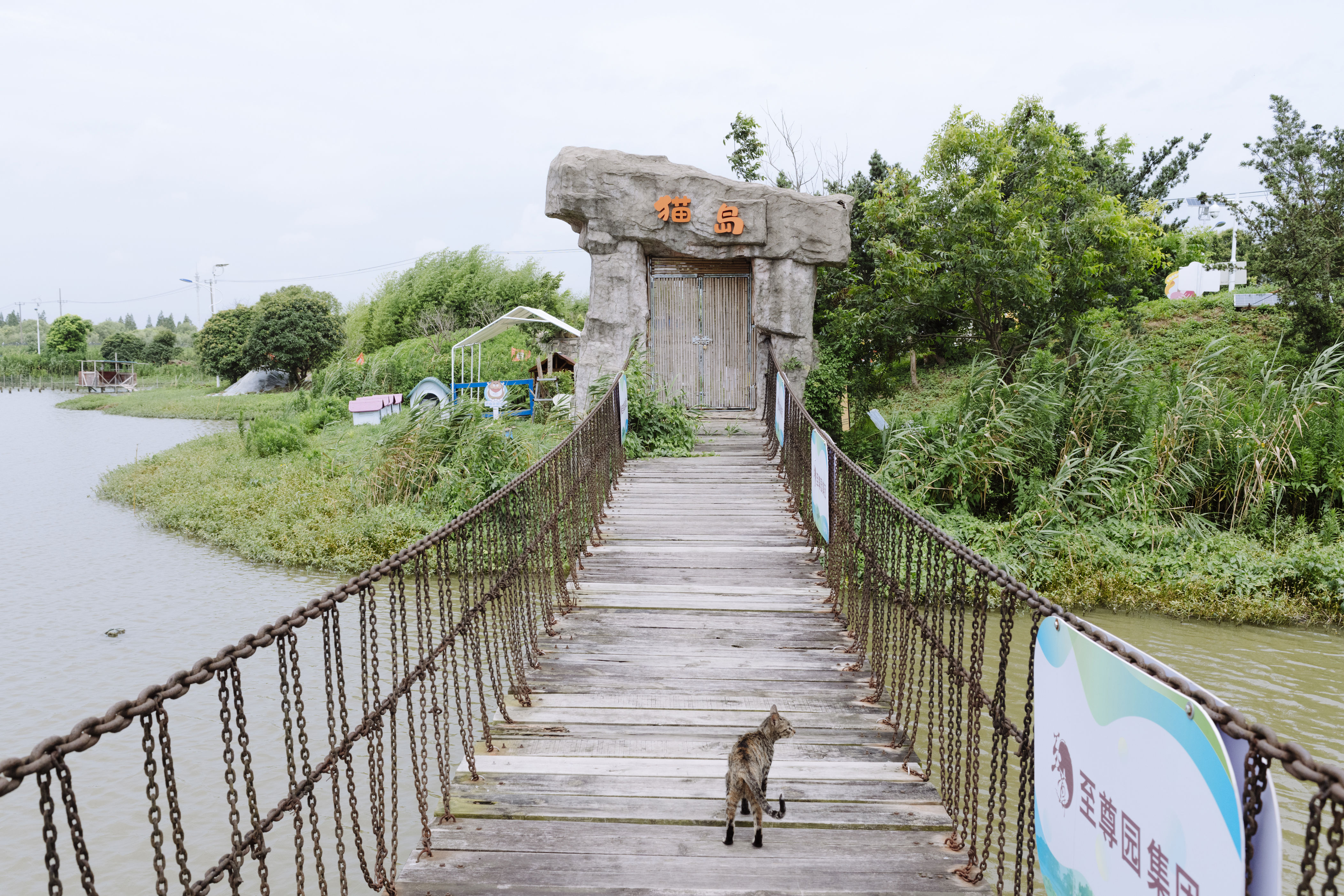 welcome to china’s cat island, where lucky strays wait for a new home